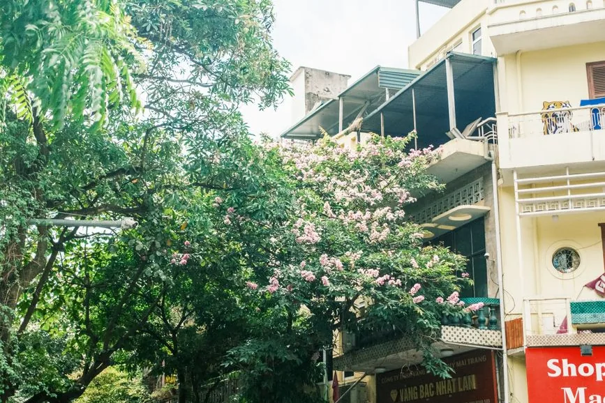 Trees, one in pink blossom, in front of a narrow building with a Vietnamese jeweller's sign